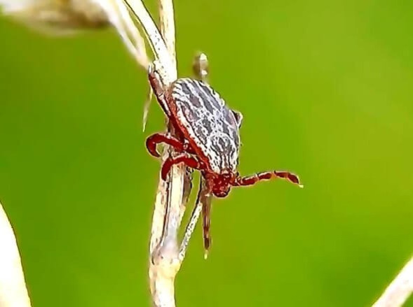 обработка от клещей